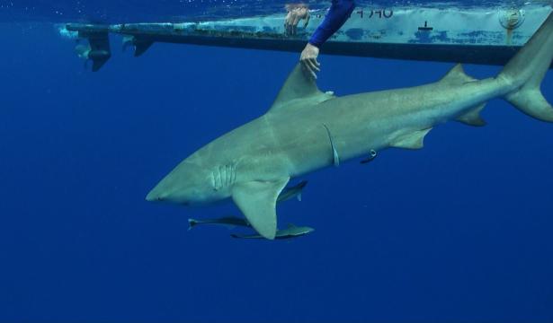 Sur la piste des requins