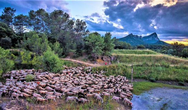 En transhumance vers le bonheur